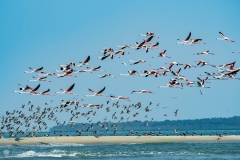 flamingos-banco-areia-bijagos-guine-bissau